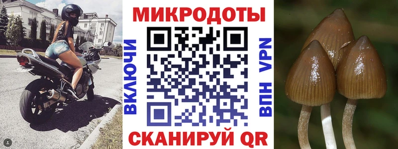сколько стоит  Юрга  Псилоцибиновые грибы Psilocybine cubensis 